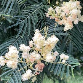 Photo of the plant species Silver Wattle by @PerkyCanna13 named Ulysses S Plant on Greg, the plant care app