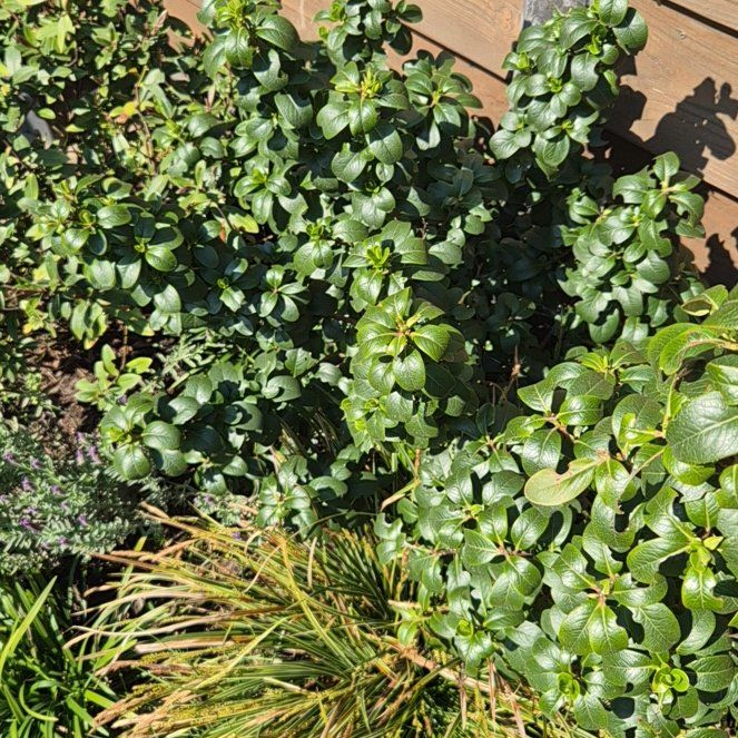 Photo of the plant species Pink Elle Escallonia by @NobleJuniper62 named Gaga on Greg, the plant care app