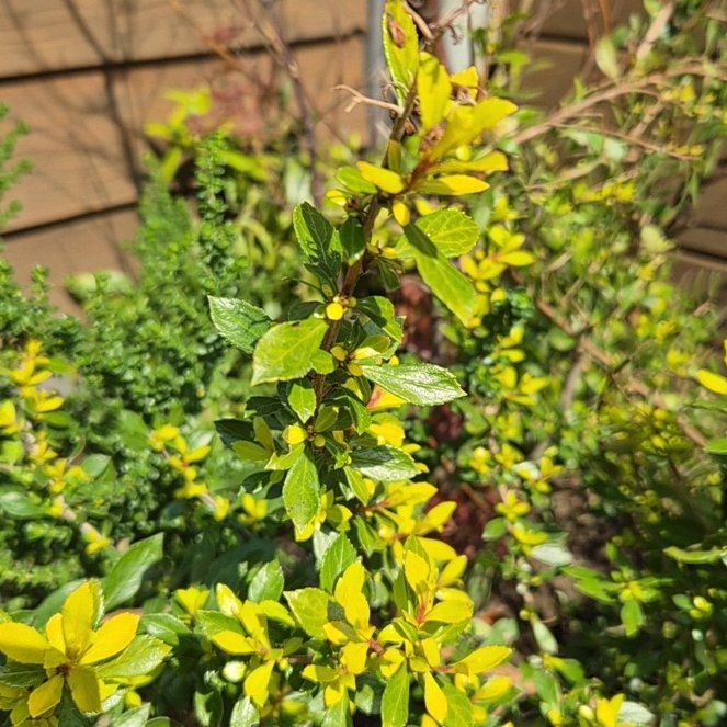 Photo of the plant species Golden Carpet Escallonia by @NobleJuniper62 named Gates on Greg, the plant care app