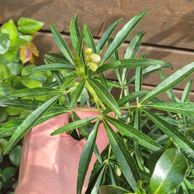 Photo of the plant species Mexican Orange Blossom 'Aztec Pearl' by @NobleJuniper62 named Hemingway on Greg, the plant care app