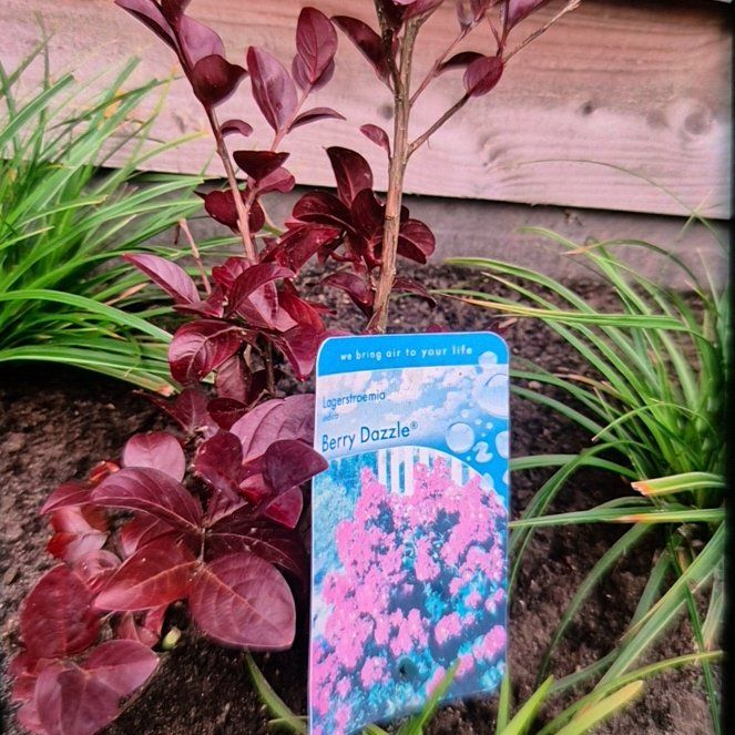 Photo of the plant species Crape Myrtle 'Strawberry Dazzle' by @NobleJuniper62 named Mollie on Greg, the plant care app