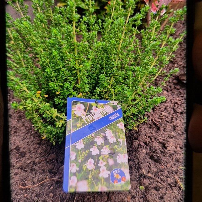 Photo of the plant species Prostanthera conniana by @NobleJuniper62 named Winston on Greg, the plant care app