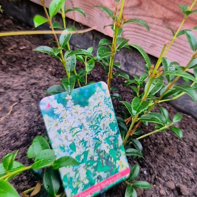 Photo of the plant species Burkwood Osmanthus by @NobleJuniper62 named Taylor Swift on Greg, the plant care app