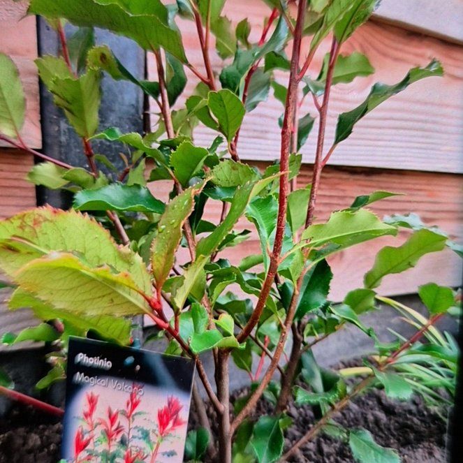 Photo of the plant species Photinia 'Magical Volcano' by @NobleJuniper62 named Harper on Greg, the plant care app