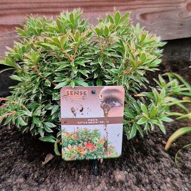 Photo of the plant species Pieris 'Little Heath' by @NobleJuniper62 named Wall-E on Greg, the plant care app