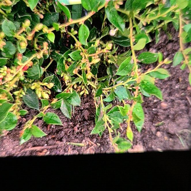 Photo of the plant species Gaultheria 'Jingle Bells' by @NobleJuniper62 named Willow on Greg, the plant care app