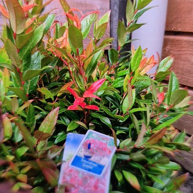 Photo of the plant species Doghobble by @NobleJuniper62 named Leo Zeblid on Greg, the plant care app