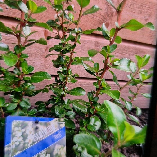 Plant care for Escallonia reticulata on Greg, the plant care app