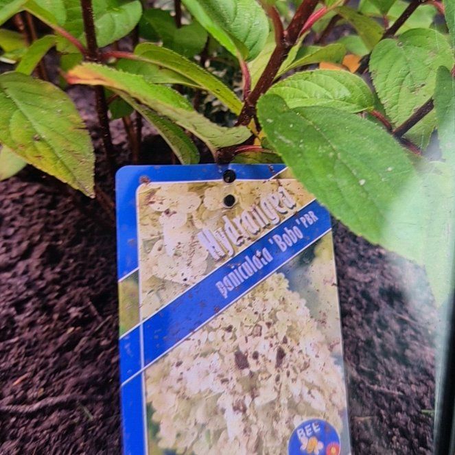 Photo of the plant species Bobo Hydrangea by @NobleJuniper62 named Plato on Greg, the plant care app