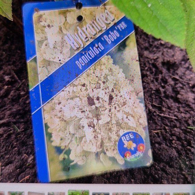 Photo of the plant species Bobo Hydrangea by @NobleJuniper62 named Emerson on Greg, the plant care app