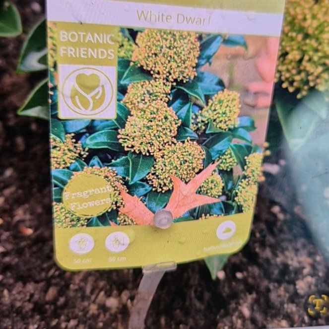 Photo of the plant species Japanese Skimmia 'White Dwarf' by @NobleJuniper62 named Rainier on Greg, the plant care app