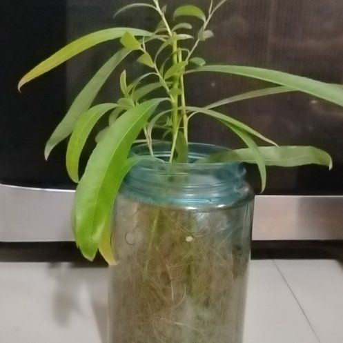 Photo of the plant species Weeping Bonsai Tree by @QualityCaraway2 named Sherlock on Greg, the plant care app