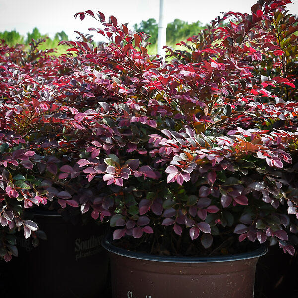 Photo of the plant species Purple diamond loropetalum by @HipChiotilla45 named Navajo on Greg, the plant care app