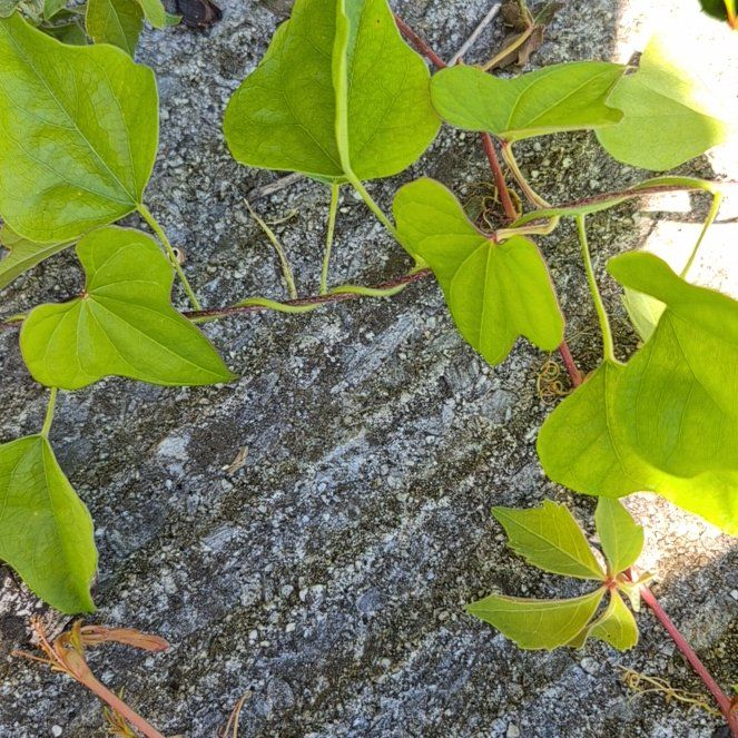 Photo of the plant species Carolina Moonseed by @BusyLime95 named Zeus on Greg, the plant care app