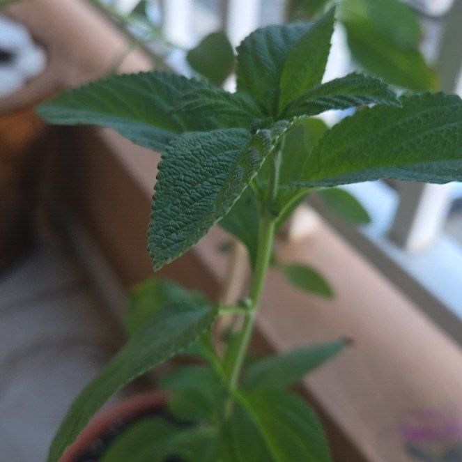 Photo of the plant species Lippia origanoides by @RadMayten51 named Michelle Branch on Greg, the plant care app