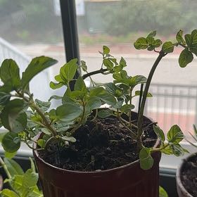 Photo of the plant species Orange Mint by @WinAjwain21 named Harmony on Greg, the plant care app