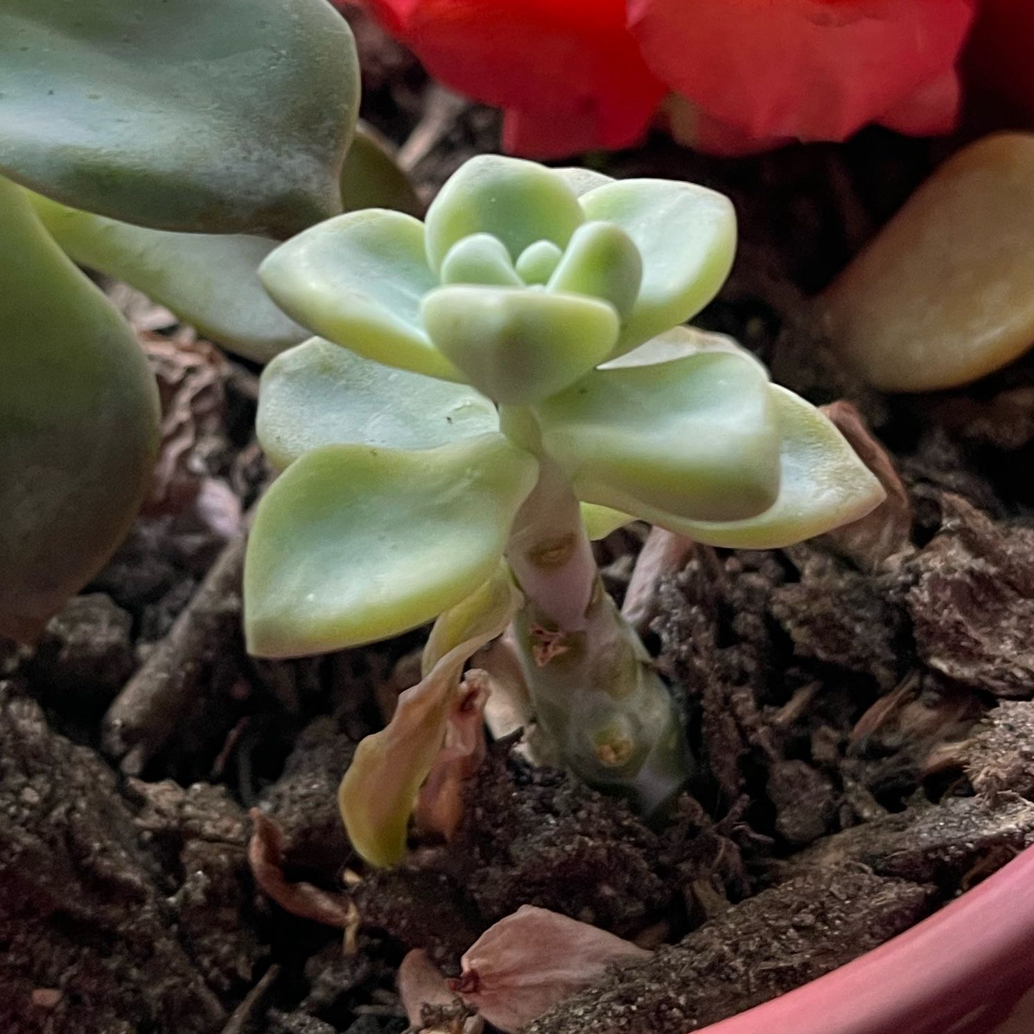 Photo of the plant species Ice Green by @WideawakeSquash named Tupot amaroot on Greg, the plant care app
