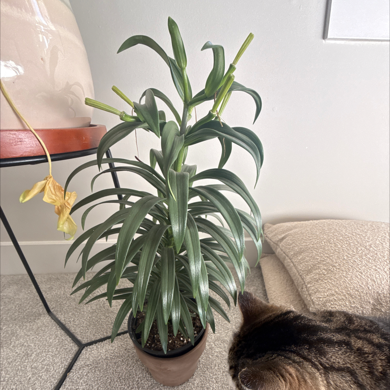 Photo of the plant species Western Red Lily by @YeveSnowberry46 named Fernie Saunders on Greg, the plant care app