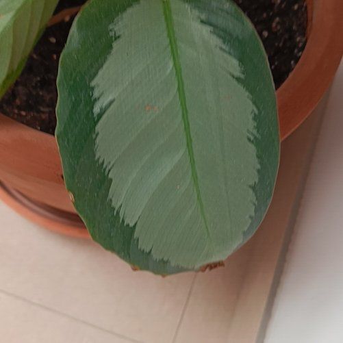 Photo of the plant species Calathea picturata 'Argentea' by @FairPomelo65 named Osmo on Greg, the plant care app