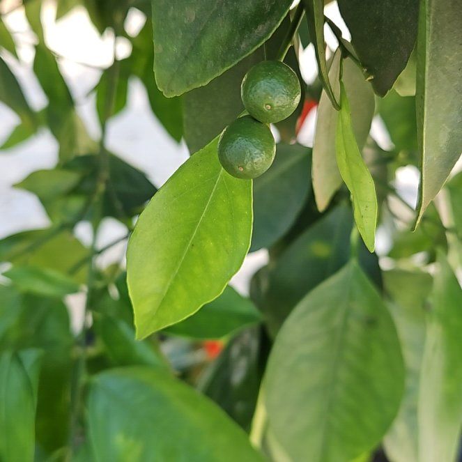 Photo of the plant species Hamlin Sweet Orange Tree by @AceTule29 named Rainier on Greg, the plant care app