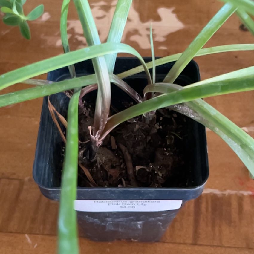 Photo of the plant species Pink Rain Lily by @TopCatnip78 named Curie on Greg, the plant care app