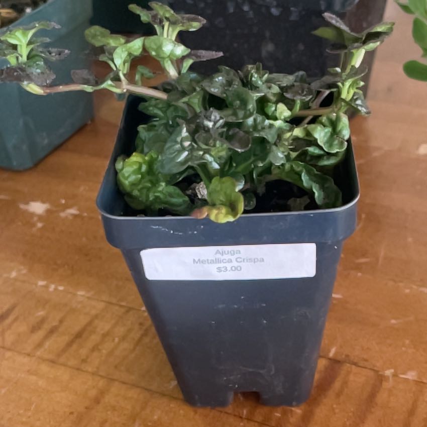 Photo of the plant species Ajuga 'Metallica Crispa' by @TopCatnip78 named Bigleef Smalls on Greg, the plant care app