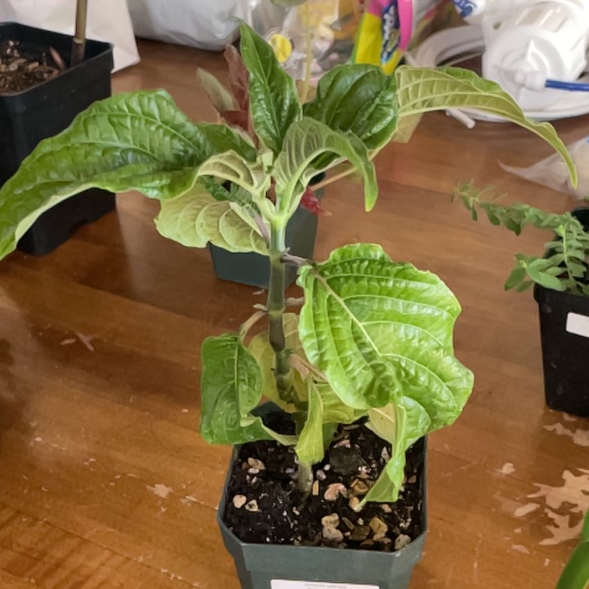 Photo of the plant species Brazilian-Plume by @TopCatnip78 named Baesil on Greg, the plant care app