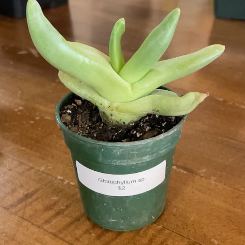 Photo of the plant species Glottiphyllum by @TopCatnip78 named Zion on Greg, the plant care app
