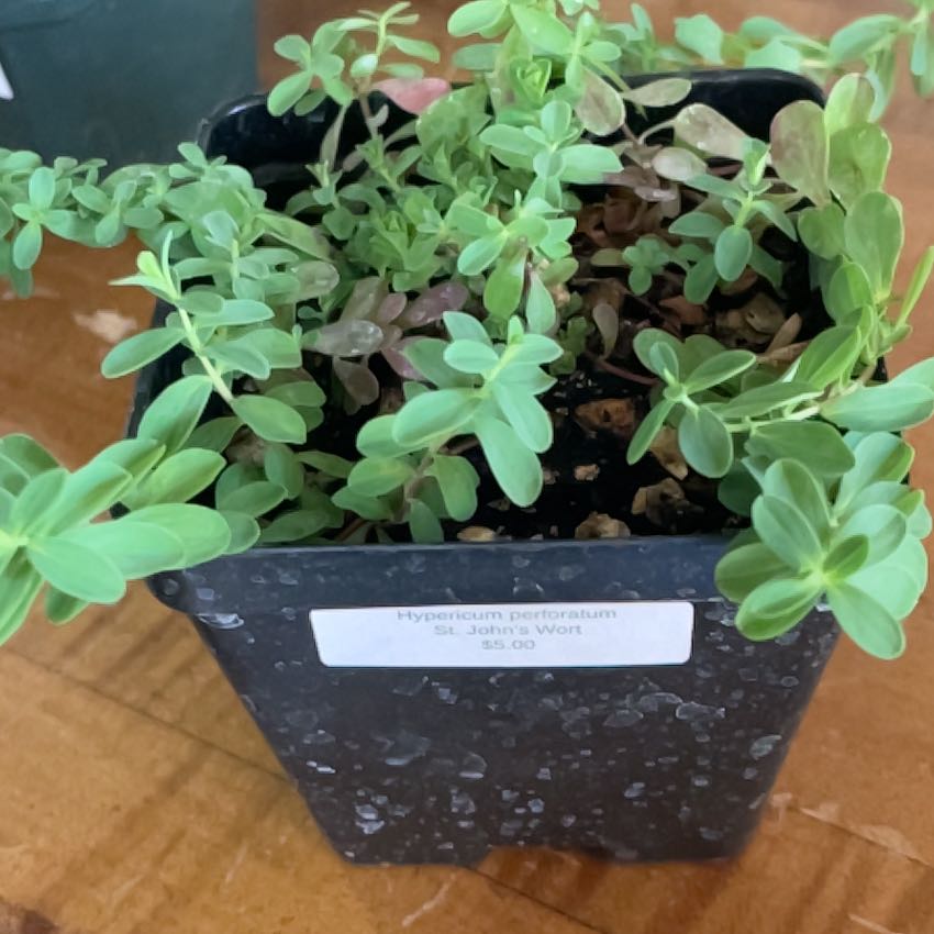 Photo of the plant species Common St. John's Wort by @TopCatnip78 named Apollo on Greg, the plant care app