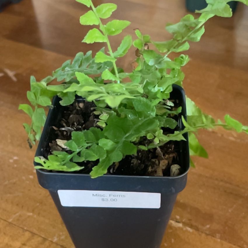 Photo of the plant species Garden Lettuce by @TopCatnip78 named LiloStitch on Greg, the plant care app