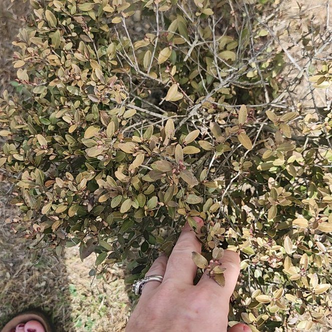 Photo of the plant species Wire Nettingbush by @LegitWoodnettle named Planty on Greg, the plant care app