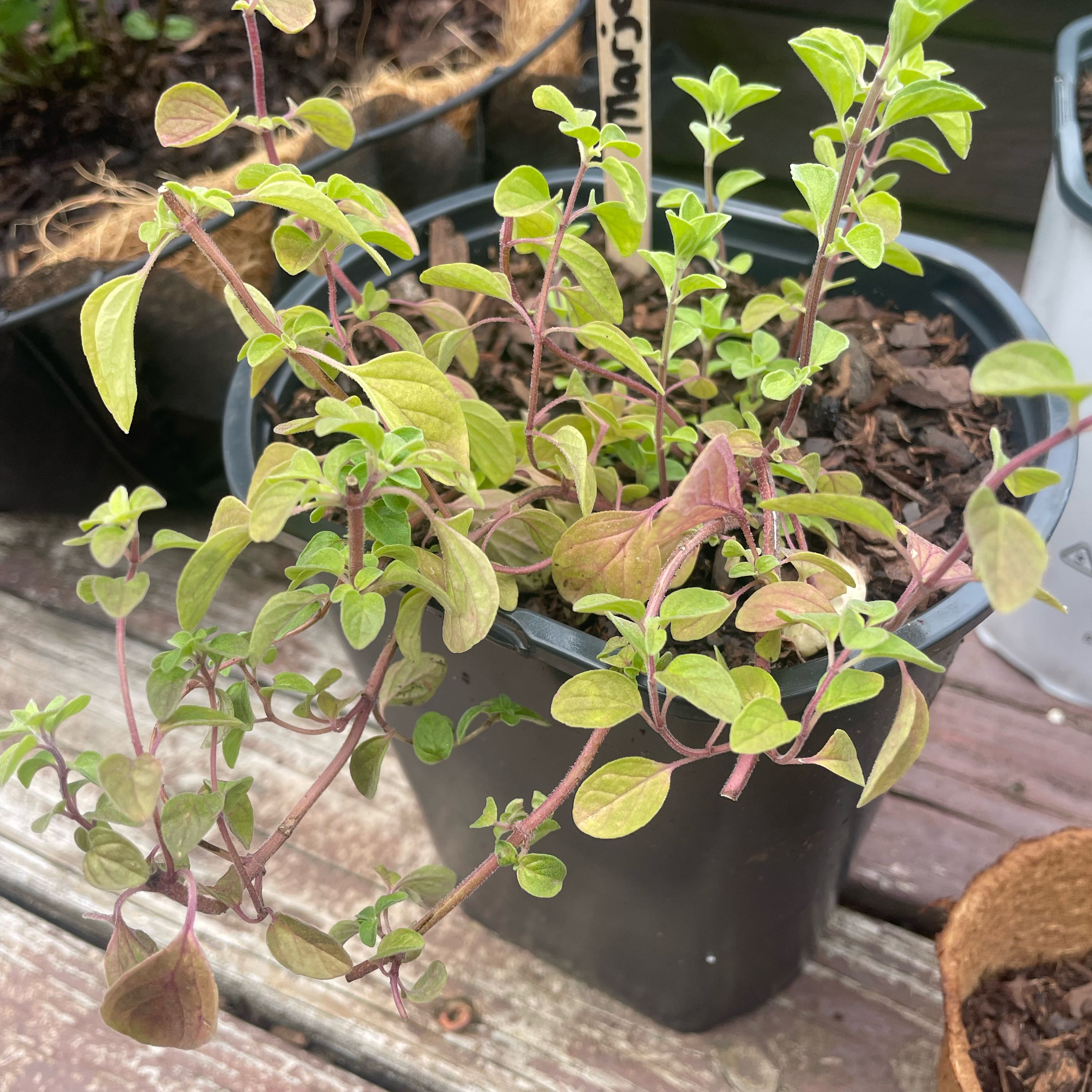 Photo of the plant species Marjoram by @ConvenientAtom named Prince on Greg, the plant care app