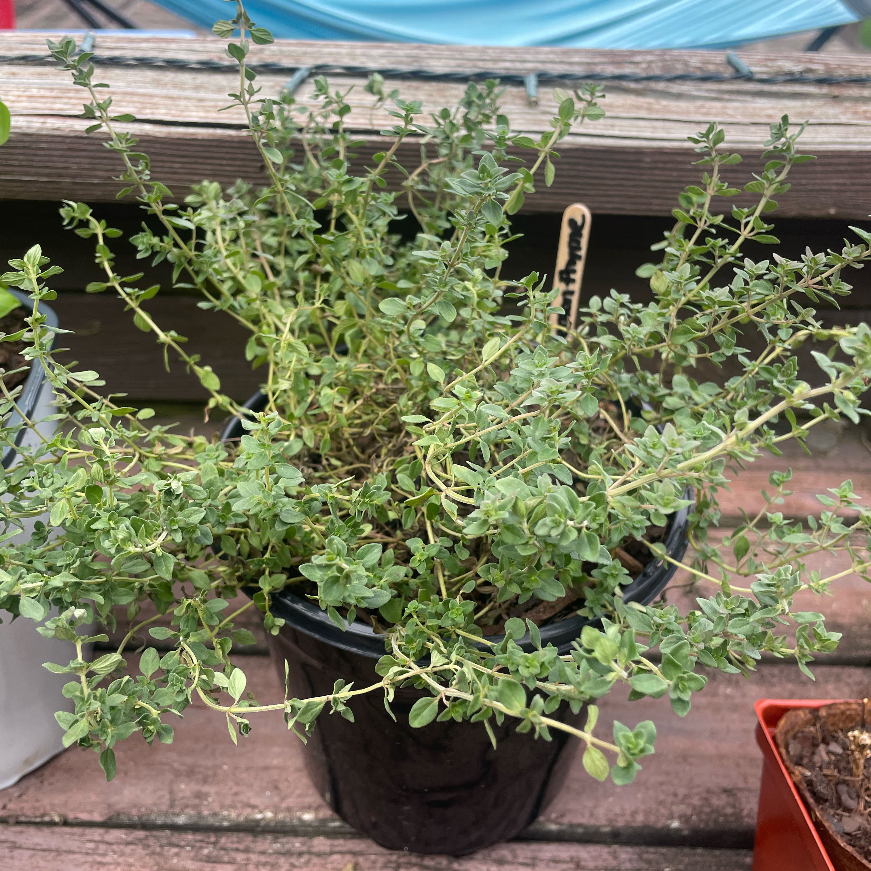 Photo of the plant species Lemon Thyme by @ConvenientAtom named Zion on Greg, the plant care app