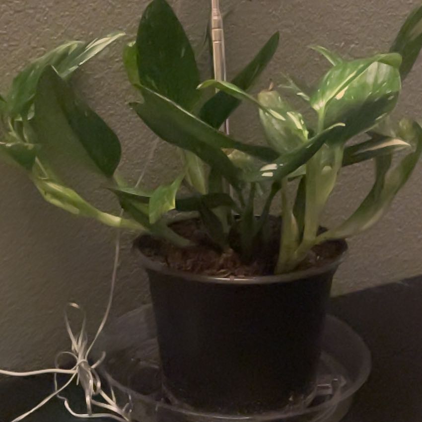 Photo of the plant species Monstera Cobra by @ConvenientAtom named Bieber on Greg, the plant care app