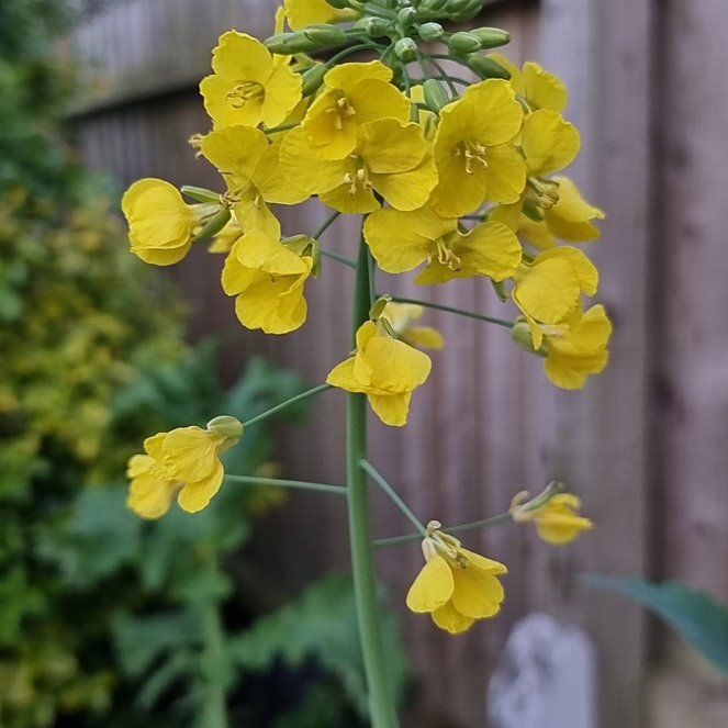 Photo of the plant species Rutabaga by @LuckyAster49 named Forrest on Greg, the plant care app