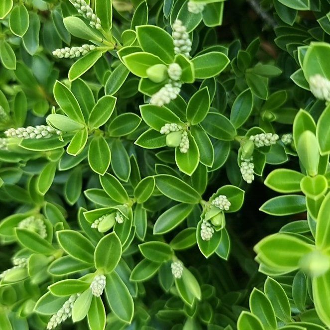 Photo of the plant species Veronica odora by @LuckyAster49 named Zeus on Greg, the plant care app