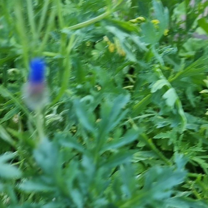 Photo of the plant species Monkshood by @LuckyAster49 named Gregarious on Greg, the plant care app