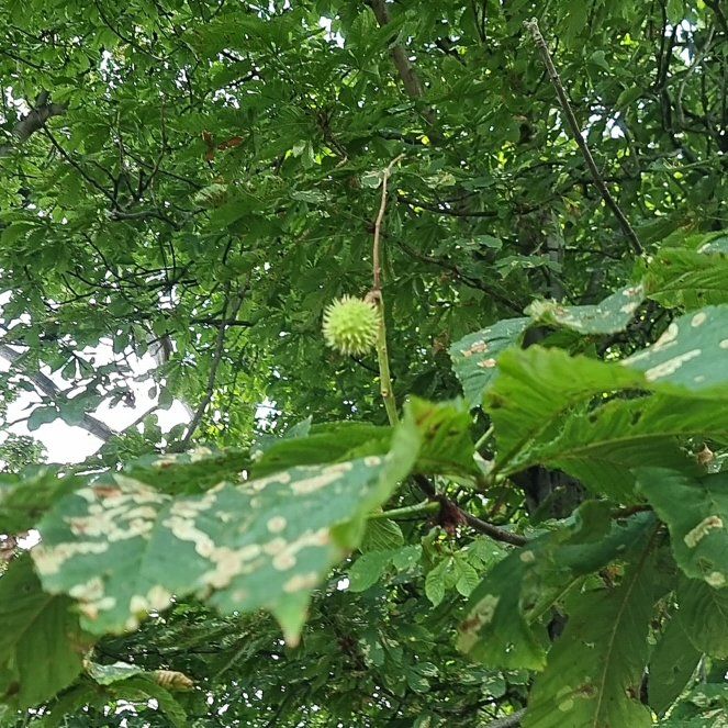 Photo of the plant species European Horse-Chestnut by @LuckyAster49 named Sigmund on Greg, the plant care app