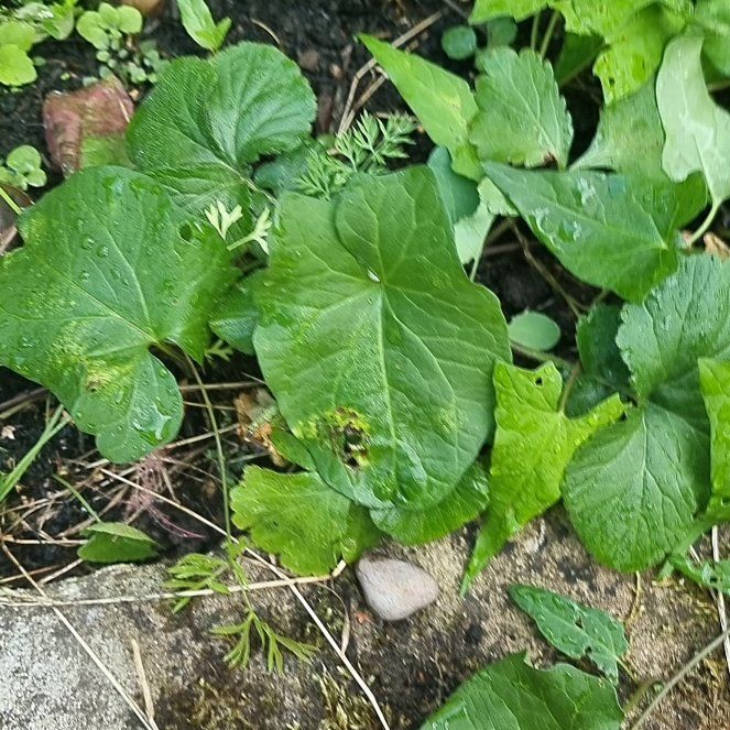 Photo of the plant species Heavenly Trumpets by @LuckyAster49 named Achilles on Greg, the plant care app