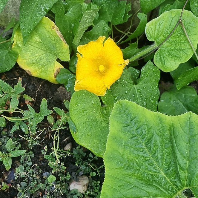 Photo of the plant species Summer Squash by @LuckyAster49 named James Dean on Greg, the plant care app