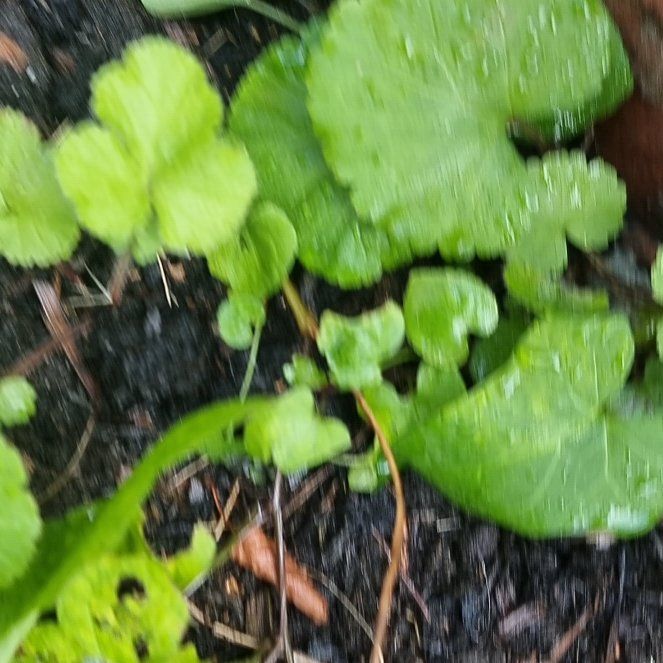 Photo of the plant species Indian Pennywort by @LuckyAster49 named Pax on Greg, the plant care app