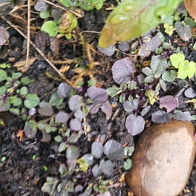Photo of the plant species Pennsylvania Pellitory by @LuckyAster49 named Dolores on Greg, the plant care app
