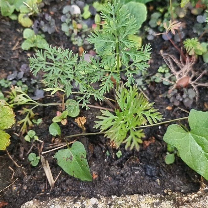 Photo of the plant species Dill by @LuckyAster49 named Robert Plant on Greg, the plant care app