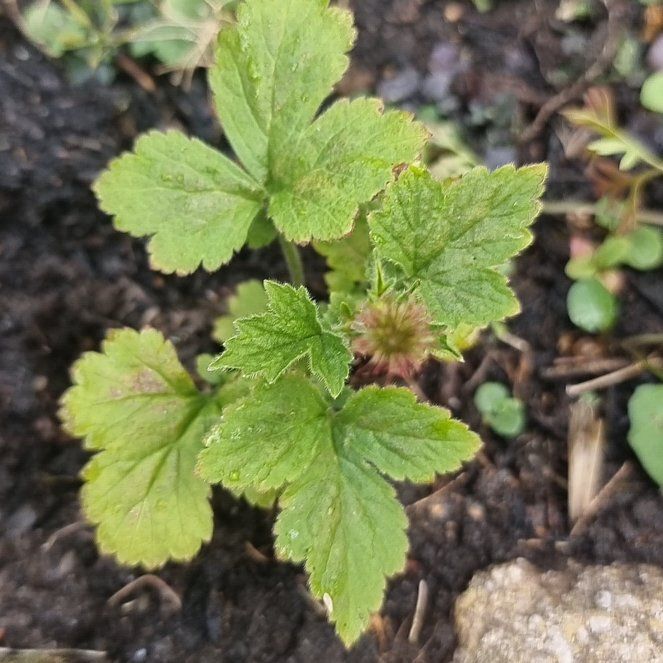 Photo of the plant species Geum Urbanum by @LuckyAster49 named Scarlett on Greg, the plant care app