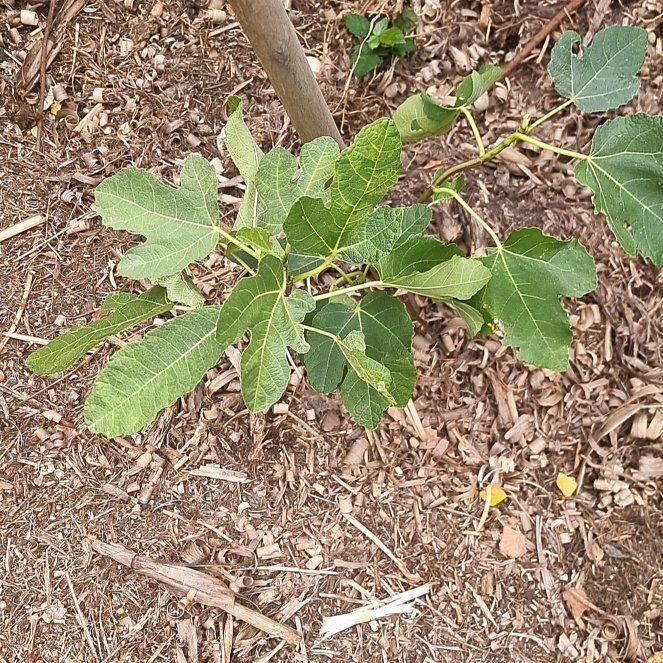 Photo of the plant species Brown Turkey Fig by @LuckyAster49 named Nithin on Greg, the plant care app