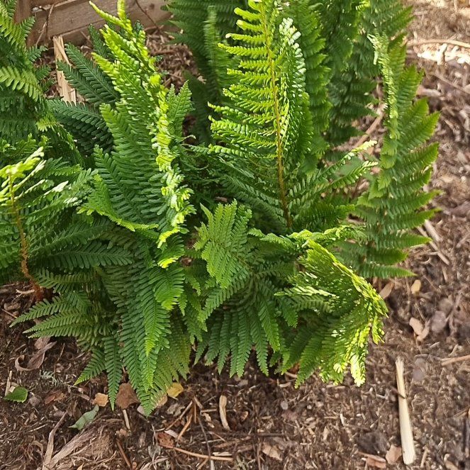 Photo of the plant species Cinnamon Fern by @LuckyAster49 named Elle on Greg, the plant care app