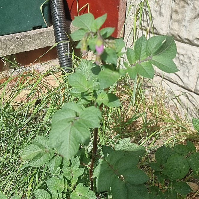 Photo of the plant species Potato by @LuckyAster49 named Ulysses S Plant on Greg, the plant care app