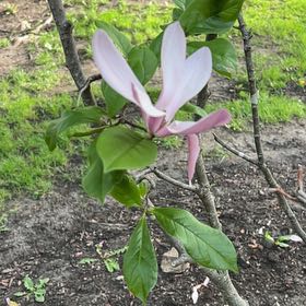 Photo of the plant species Umbrella Magnolia by @GroovyAloeguido named Sol on Greg, the plant care app