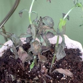 Photo of the plant species Blackcurrant Mint by @PlayfulDuwei89 named Prince on Greg, the plant care app