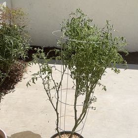 Photo of the plant species Beefsteak Tomato by @HotPlain23 named Mollie on Greg, the plant care app